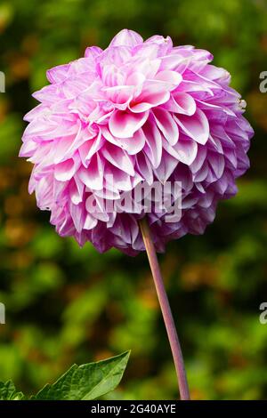 Water lily Dahlia, Porcelain Stock Photo - Alamy