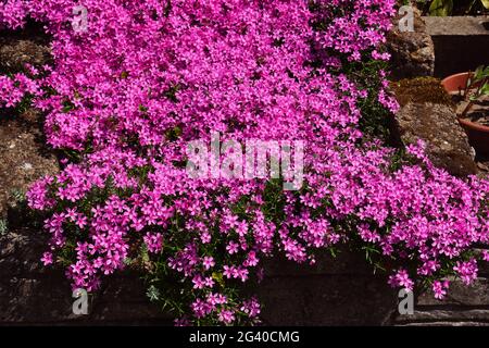 Hundreds of small pink flowers. Phlox subulata: creeping phlox, moss phlox, moss pink, or mountain phlox is a species of flowering plant creating flow Stock Photo