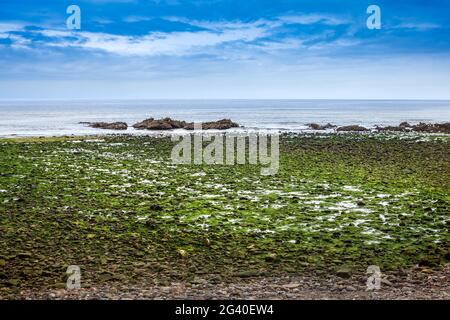 Green algae on the sea shore and stones Stock Photo