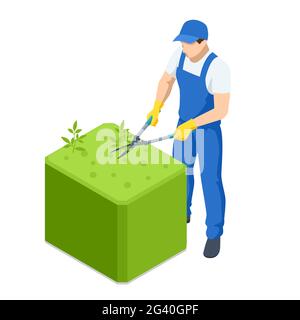 Agricultural work. Isometric gardener work on shrub, remove excess leave. Man hands cuts branches of bushes with hand pruning scissors. Gardener Stock Vector