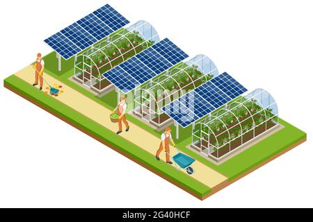 Isometric Greenhouse isolated on white. Growing seedlings in glasshouse. Plants crop in greenhouse Stock Vector