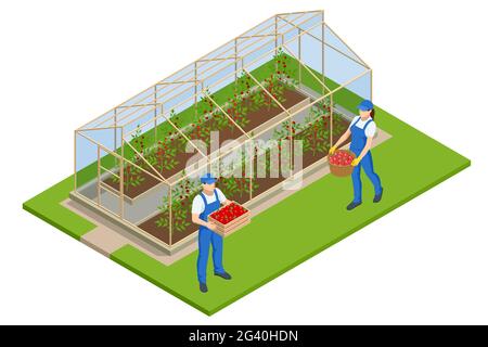 Isometric Greenhouse isolated on white. Growing seedlings in glasshouse. Plants crop in greenhouse Stock Vector