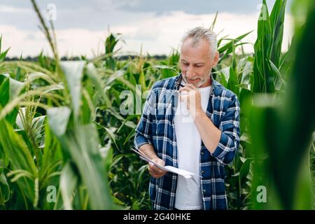 Agronomist in the field is seriously thinking about the corn harvest. Man in a checkered shirt outdoors in a field. Stock Photo