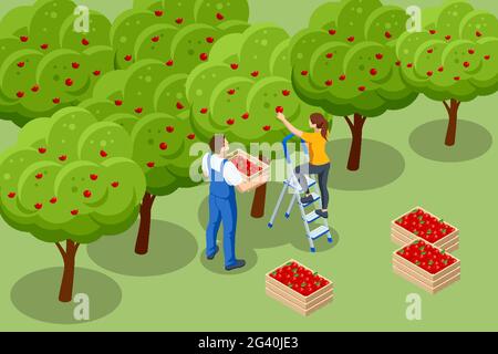 Isometric apple orchard, ripe fruits hanging on branch. Assembling the harvest of apples. Orange products. Organic Fresh Products, Premium Quality Stock Vector