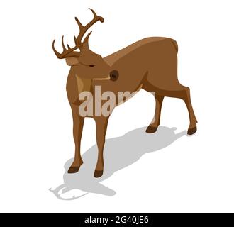 Isometric deer front view illustration. Proud Noble Deer male isolated on white background Stock Vector