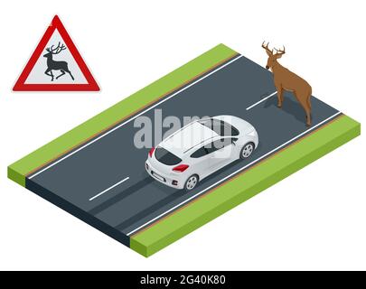 Isometric deer crosses the road in front of the car, danger of collision, wild animals on the road, accident, danger wildlife collision concept Stock Vector