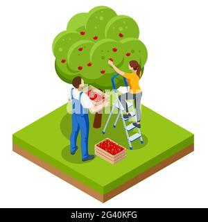 Isometric apple orchard, ripe fruits hanging on branch. Assembling the harvest of apples. Orange products. Organic Fresh Products, Premium Quality Stock Vector