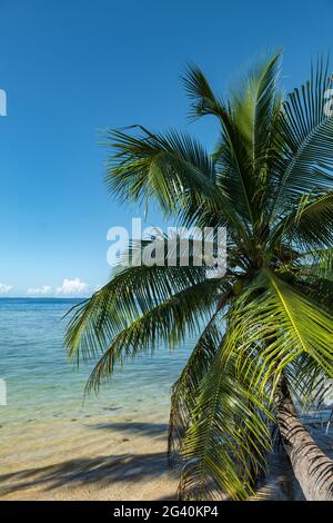 Coconut palm leans over water in the Moorea Lagoon, Moorea, Windward Islands, French Polynesia, South Pacific Stock Photo