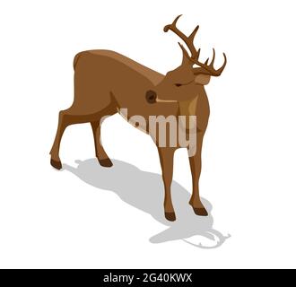 Isometric deer front view illustration. Proud Noble Deer male isolated on white background Stock Vector
