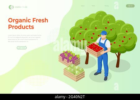Isometric apple orchard, ripe fruits hanging on branch. Assembling the harvest of apples. Orange products. Organic Fresh Products, Premium Quality Stock Vector