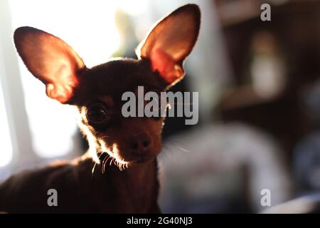 little toy terrier looks with its small eyes and asks Stock Photo