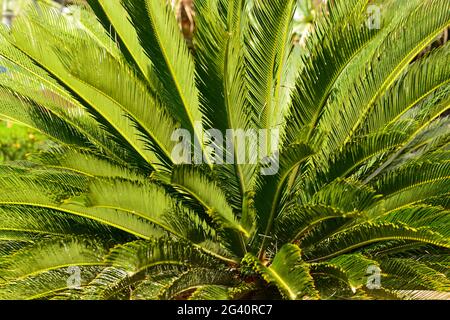 Close up view of a palm tree in Kakadu National Park, Cooinda, Northern Territory, Australia Stock Photo