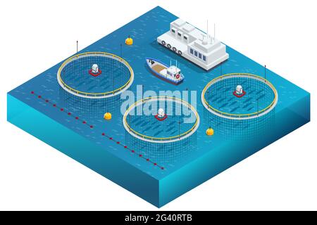 Isometric Fish Farm. Producing Trout and Salmon, Carp, Tilapia, and Catfish. Fish farming or pisciculture involves raising fish commercially in tanks Stock Vector