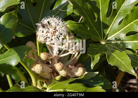 Bee and fly feeding on flowering Castor Oil plant (ricinus communis) Stock Photo