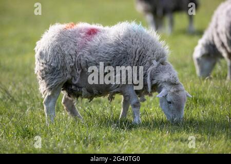 Buttermere, England. June 15 2021. Sheep grazing in the sunshine. Stock Photo