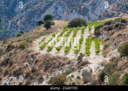 Vineyard in Cyprus Stock Photo