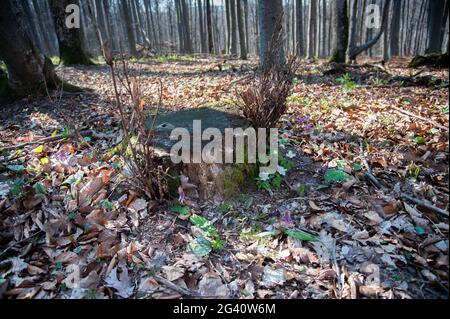 New life sprouts beside a felled tree in the woods beside its stump in the spring. Stock Photo