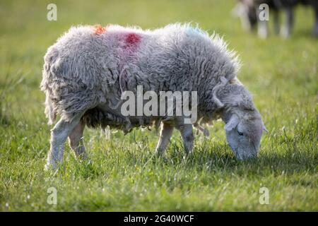 Buttermere, England. June 15 2021. Sheep grazing in the sunshine. Stock Photo