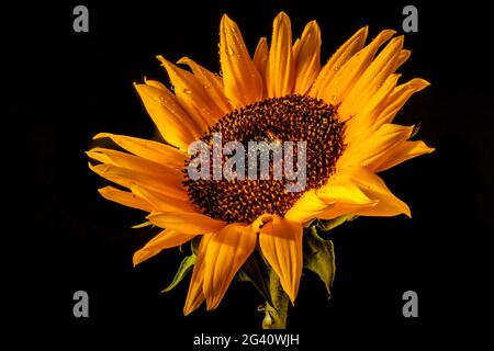 Water droplets on a Sunflower (Helanthus annuus) Stock Photo