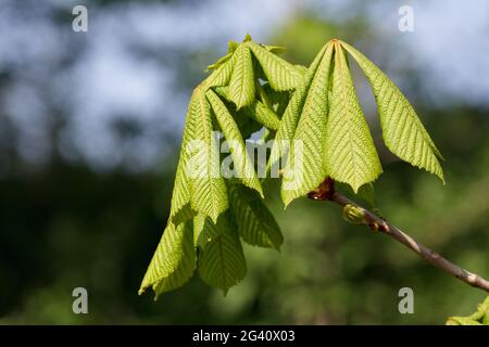 Horse Chestnut tree bursting with new growth Stock Photo