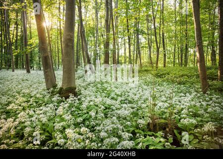 flowering wild garlic in the floodplain forests on the Danube near Oberelchingen, Neu-Ulm district, Bavaria, Germany Stock Photo