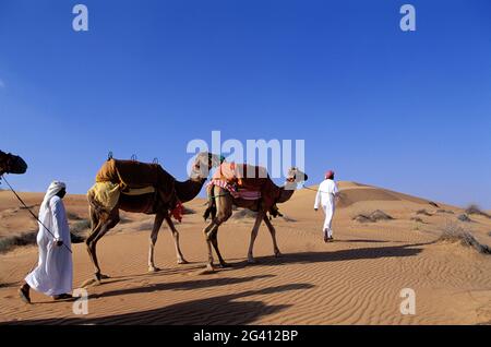 EMIRATES (UNITED ARAB EMIRATES) DUBAI. LEAVING AL MAHA HOTEL FOR A DROMEDARY'S BACK RIDE Stock Photo