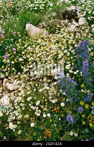 Top view of Echium vulgare plants and chamomile among field herbs and stones in the field. Stock Photo