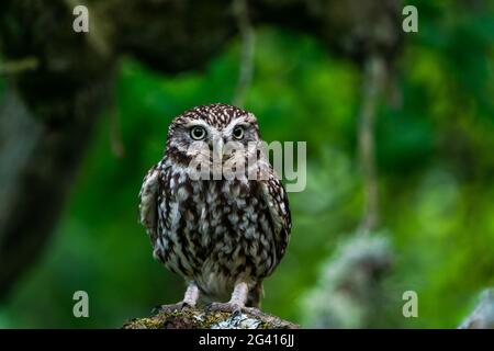 Little owl (Athene noctua) also known as the owl of Athena