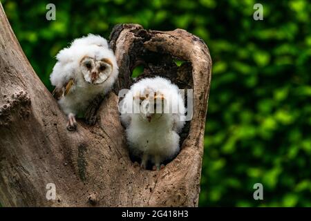 Two Barn owl chicks (Tyto alba) perched on a tree trunk