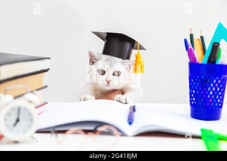 British shorthair cat in a graduation hat is studying. There are study supplies on the table. Humor. Back to school. Learning and self-education conce Stock Photo