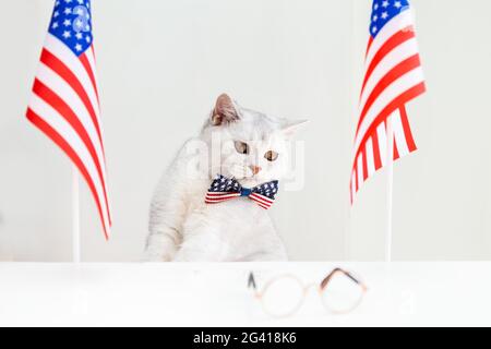 White British cat in a bow tie on the table with American flags. Humor. Patriotism. Independence Day concept. Stock Photo