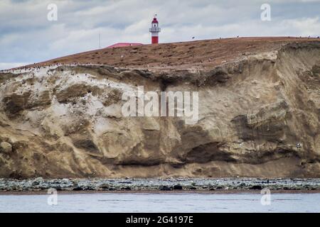 Magellan penguin colony on Isla Magdalena island, Chile Stock Photo