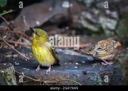 Black-headed Weaver (Ploceus cucullatus) Stock Photo