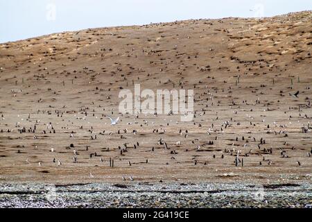 Magellan penguin colony on Isla Magdalena island, Chile