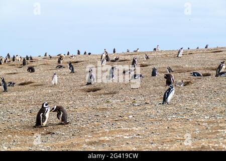 Penguin colony on Isla Magdalena island in Magellan Strait, Chile Stock Photo