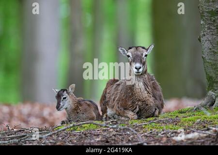 European mouflon (Ovis gmelini musimon / Ovis ammon / Ovis orientalis musimon) ewe / female with lamb resting in forest in spring Stock Photo