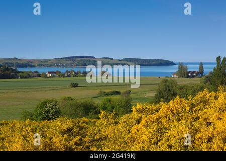 Broom in bloom, view over the Hagensche Wiek to the Mönchgut peninsula, Ruegen, Baltic Sea, Mecklenburg-Western Pomerania, Germany Stock Photo