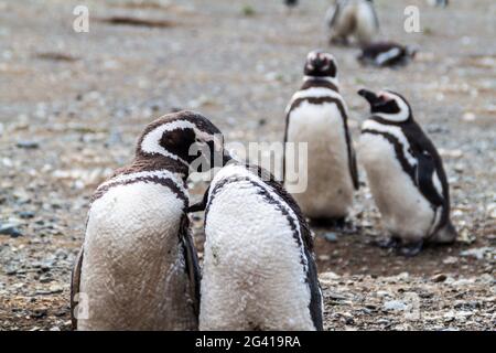 Penguin colony on Isla Magdalena island in Magellan Strait, Chile Stock Photo