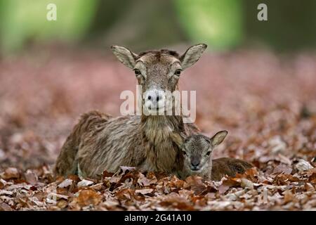 European mouflon (Ovis gmelini musimon / Ovis ammon / Ovis orientalis musimon) ewe / female with lamb resting in forest in spring Stock Photo