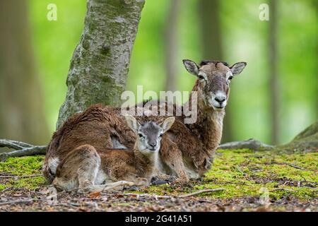 European mouflon (Ovis gmelini musimon / Ovis ammon / Ovis orientalis musimon) ewe / female with lamb resting in forest in spring Stock Photo