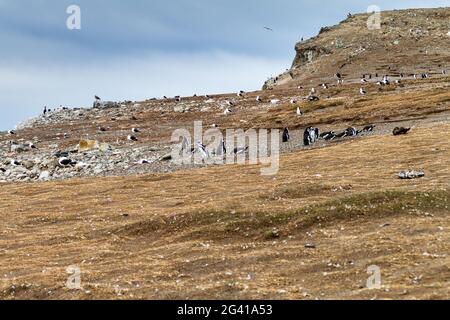 Penguin colony on Isla Magdalena island in Magellan Strait, Chile Stock Photo