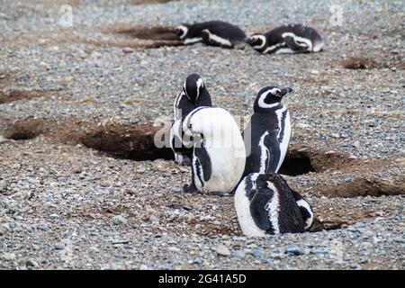 Magellanic Penguin colony on Isla Magdalena island in Magellan Strait, Chile Stock Photo