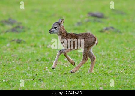 European mouflon (Ovis gmelini musimon / Ovis ammon / Ovis orientalis musimon) lamb running in grassland in spring Stock Photo