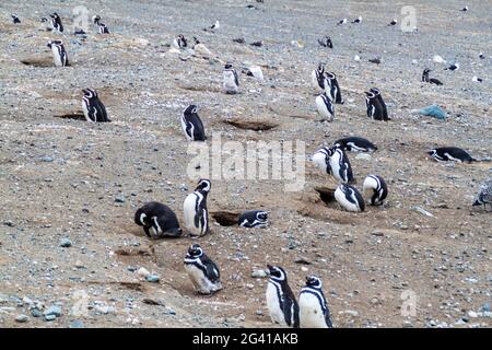 Magellan penguin colony on Isla Magdalena island, Chile
