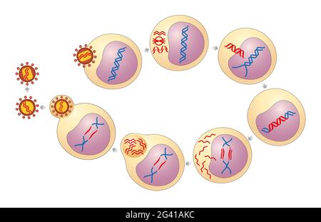 The seven stages of the HIV life cycle Stock Photo