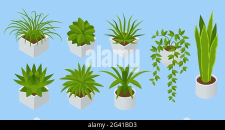 Isometric set of Indoor flowers isolated. Succulents and house plants Stock Vector