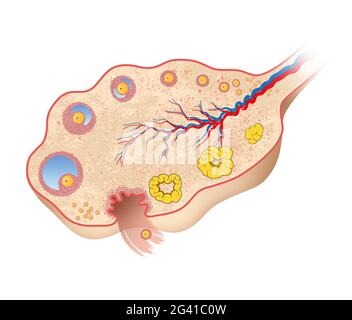Human ovary diagram Stock Photo