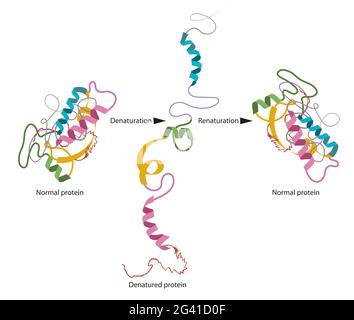 Structure of normal and disassembled protein Stock Photo
