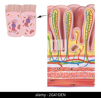 Stomach wall layers and gastric glands detailed anatomy Stock Photo