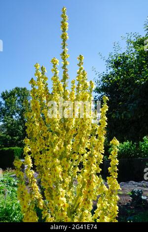 Agrimony (Agrimonia eupatoria) Stock Photo